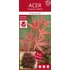 Acer palmatum Atropurpureum