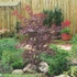 Acer palmatum Atropurpureum