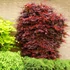 Acer palmatum Atropurpureum
