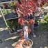 Acer palmatum Atropurpureum