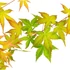Acer palmatum Bi Hoo