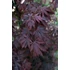Acer palmatum Black Lace