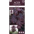 Acer palmatum Black Lace
