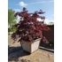 Acer palmatum Black Lace