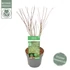 Acer palmatum Butterfly