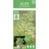 Acer palmatum Butterfly