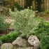 Acer palmatum Butterfly