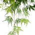 Acer palmatum Dissectum
