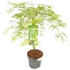 Acer palmatum Dissectum