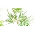 Acer palmatum Emerald Lace
