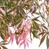 Acer palmatum Extravaganza