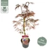 Acer palmatum Garnet