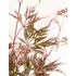 Acer palmatum Garnet