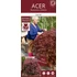 Acer palmatum Garnet