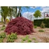 Acer palmatum Garnet