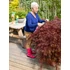 Acer palmatum Garnet
