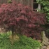 Acer palmatum Inaba-shidare