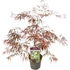 Acer palmatum Inaba-shidare