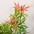 Acer palmatum Jerre Schwartz