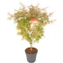 Acer palmatum Jerre Schwartz