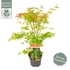 Acer palmatum Katsura