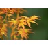 Acer palmatum Katsura