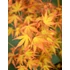 Acer palmatum Katsura