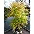 Acer palmatum Katsura