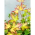 Acer palmatum Little Princess