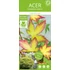 Acer palmatum Little Princess