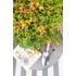 Acer palmatum Little Princess