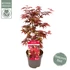 Acer palmatum Little Red