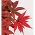 Acer palmatum Little Red