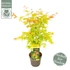 Acer palmatum Orange Dream