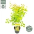 Acer palmatum Orange Dream