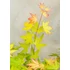Acer palmatum Orange Dream