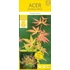 Acer palmatum Orange Dream