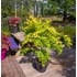 Acer palmatum Orange Dream