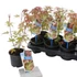 Acer palmatum Phoenix