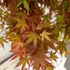 Acer palmatum Redwine