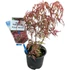 Acer palmatum Royal Garnet