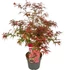 Acer palmatum Shaina