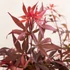 Acer palmatum Shaina