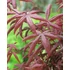 Acer palmatum Starfish