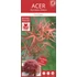 Acer palmatum Starfish