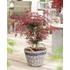 Acer palmatum Starfish