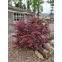 Acer palmatum Starfish