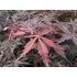 Acer palmatum Sumi nagashi
