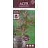 Acer palmatum Sumi nagashi