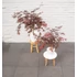 Acer palmatum Sumi nagashi